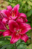 CLAUS DALBY GARDEN, DENMARK: PLANT PORTRAIT OF DARK, RED, PINK  LILY - LILIUM CARBONERO. BULBS, LILLIES, LILYS, FLOWERS, FLOWERING, BLOOMS, BLOOMING