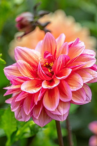 CLAUS_DALBY_GARDEN_DENMARK_PLANT_PORTRAIT_OF_ORNAGE_PINK_FLOWERS_OF_DAHLIA_LADY_JILL_TUBERS_TUBEROUS