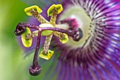 CLAUS DALBY GARDEN, DENMARK: PLANT PORTRAIT OF PASSIFLORA X VIOLACEA - PASSION FLOWERS. PINK, PURPLE, CLIMBING, CLIMBERS, SHRUBS, ABSTRACT