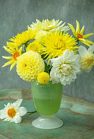 YELLOW_THEMED_CONTAINER_PLANTED_WITH_DAHLIAS_FLOWER_ARRANGEMENTS_CUT_CUTTING_GARDEN_DISPLAYS