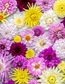 PINK, YELLOW, WHITE DAHLIAS FLOATING IN A BOWL.  CONTAINER. FLOWERS, ARRANGEMENTS, CUT, CUTTING, GARDEN, DISPLAYS, ARRANGED