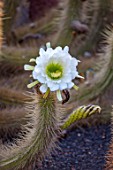 JARDIN DE CACTUS, LANZAROTE, CANARY ISLANDS: DESIGNER CESAR MANRIQUE - WHITE FLOWER OF ECHINOPSIS THELEGONOIDES FROM ARGENTINA. CACTI, FLOWERS, BLOOMING