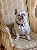 PYTTS HOUSE, OXFORDSHIRE: MABEL THE FRENCH BULLDOG ON A CHAIR IN THE KITCHEN. PETS, DOGS