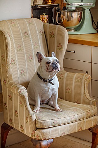 PYTTS_HOUSE_OXFORDSHIRE_MABEL_THE_FRENCH_BULLDOG_ON_A_CHAIR_IN_THE_KITCHEN_PETS_DOGS