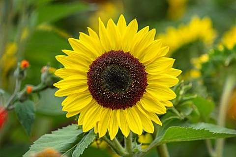 ASTON_POTTERY_OXFORDSHIRE_CLOSE_UP_PLANT_PORTRAIT_OF_YELLOW_FLOWERS_OF_SUNFLOWER_HELIANTHUS_ANNUUS_I
