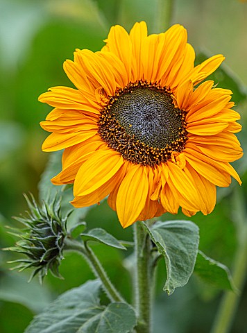 ASTON_POTTERY_OXFORDSHIRE_CLOSE_UP_PLANT_PORTRAIT_OF_YELLOW_FLOWERS_OF_SUNFLOWER_HELIANTHUS_ANNUUS_S