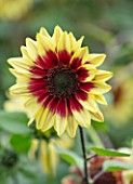 ASTON POTTERY, OXFORDSHIRE: CLOSE UP PLANT PORTRAIT OF YELLOW, RED,  FLOWERS OF SUNFLOWER- HELIANTHUS ANNUUS MAGIC ROUNDABOUT. BLOOMS, BLOOMING, SUN FLOWER, SUMMER
