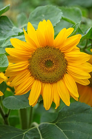 ASTON_POTTERY_OXFORDSHIRE_CLOSE_UP_PLANT_PORTRAIT_OF_YELLOW_FLOWERS_OF_SUNFLOWER_HELIANTHUS_ANNUUS_S