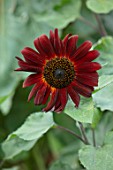 ASTON POTTERY, OXFORDSHIRE: CLOSE UP PLANT PORTRAIT OF RED, BROWN FLOWERS OF SUNFLOWER- HELIANTHUS ANNUUS RED SUN. BLOOMS, BLOOMING, SUN FLOWER, SUMMER