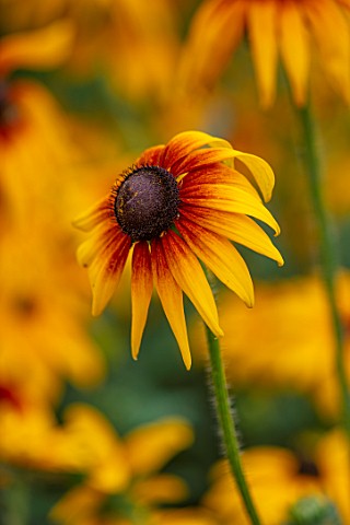 ASTON_POTTERY_OXFORDSHIRE_CLOSE_UP_PLANT_PORTRAIT_OF_YELLOW_ORANGE_RED__FLOWERS_OF_RUDBECKIA_AUTUMN_