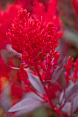 ASTON POTTERY, OXFORDSHIRE: CLOSE UP PLANT PORTRAIT OF DARK RED, FLOWERS OF CELOSIA PLUMOSA SCARLET PLUME, BLOOMS, BLOOMING, SUMMER, ANNUALS