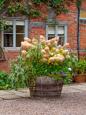 WOLLERTON_OLD_HALL_SHROPSHIRE_WOODEN_TROUGH_CONTAINER__HYDRANGEA_PANICULATA_LIMELIGHT_SALVIA_WAVERLE