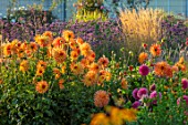 AYLETTS NURSERIES, HERTFORDSHIRE: THE DAHLIA GARDEN - BORDER WITH ORANGE FLOWERS OF DAHLIA NARGOLD. BORDERS, LATE, SUMMER, GARDENS