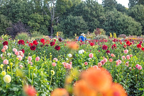 AYLETTS_NURSERIES_HERTFORDSHIRE_THE_DAHLIA_BEDS_WITH_SCARECROW_IN_THE_BACKGROUND