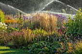 AYLETTS NURSERIES, HERTFORDSHIRE: BORDERS IN THE GARDEN BEING SPRAYED WITH WATER EARLY IN THE MORNING. WATERING