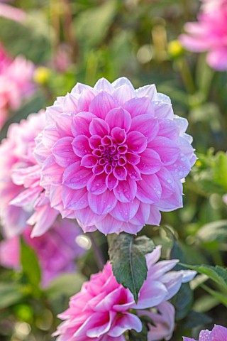 AYLETTS_NURSERIES_HERTFORDSHIRE_CLOSE_UP_PLANT_PORTRAIT_OF_THE_PINK_FLOWERS_OF_DAHLIA_PEARL_OF_HEEMS