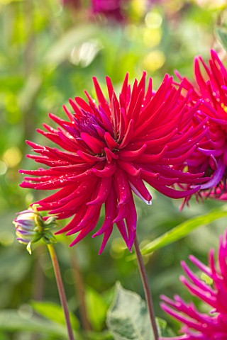 AYLETTS_NURSERIES_HERTFORDSHIRE_CLOSE_UP_PLANT_PORTRAIT_OF_THE_RED_FLOWERS_OF_DAHLIA_HILLCREST_ROYAL