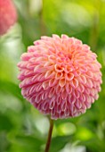 AYLETTS NURSERIES, HERTFORDSHIRE: PLANT PORTRAIT OF THE PALE PINK, PEACH FLOWERS OF DAHLIA L.A.T.E. BLOOMING, MINIATURE BALL