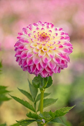 AYLETTS_NURSERIES_HERTFORDSHIRE_CLOSE_UP_PLANT_PORTRAIT_OF_THE_PINK_CREAM_WHITE_FLOWERS_OF_DAHLIA_FO
