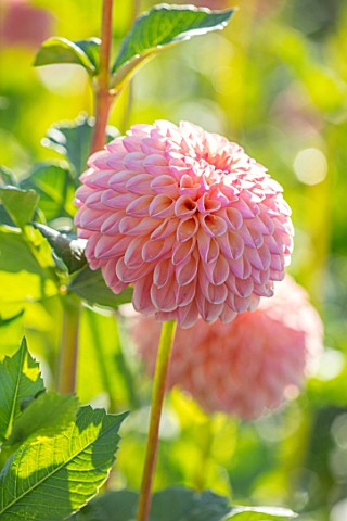 AYLETTS_NURSERIES_HERTFORDSHIRE_PLANT_PORTRAIT_OF_THE_PALE_PINK_PEACH_FLOWERS_OF_DAHLIA_LATE_BLOOMIN