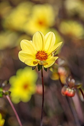 AYLETTS_NURSERIES_HERTFORDSHIRE_CLOSE_UP_PLANT_PORTRAIT_OF_THE_YELLOW_FLOWERS_OF_DAHLIA_BISHOP_OF_YO