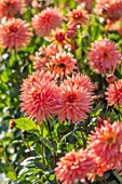 AYLETTS NURSERIES, HERTFORDSHIRE: CLOSE UP PLANT PORTRAIT OF THE TAWNY, ORANGE FLOWERS OF DAHLIA SHANDY. SMALL FLOWERED SEMI - CACTUS DAHLIA