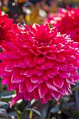 AYLETTS NURSERIES, HERTFORDSHIRE: CLOSE UP PLANT PORTRAIT OF THE RED FLOWERS OF DAHLIA SUFFOLK PUNCH. MEDIUM FLOWERED DECORATIVE