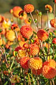 AYLETTS NURSERIES, HERTFORDSHIRE: CLOSE UP PLANT PORTRAIT OF THE ORANGE FLOWERS OF DAHLIA MS KENNEDY. LARGE POMPON