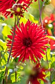 AYLETTS NURSERIES, HERTFORDSHIRE: CLOSE UP PLANT PORTRAIT OF THE RED FLOWERS OF DAHLIA ALVAS DORIS. SMALL FLOWERED CACTUS DAHLIA, AGM