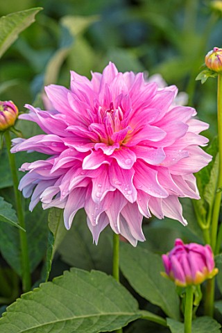 AYLETTS_NURSERIES_HERTFORDSHIRE_CLOSE_UP_PLANT_PORTRAIT_OF_THE_PINK_FLOWERS_OF_DAHLIA_MAYAN_PEARL_OR
