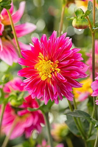 AYLETTS_NURSERIES_HERTFORDSHIRE_CLOSE_UP_PLANT_PORTRAIT_OF_THE_YELLOW_PINK_RED_FLOWERS_OF_DAHLIA_RYC