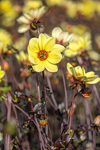 AYLETTS_NURSERIES_HERTFORDSHIRE_CLOSE_UP_PLANT_PORTRAIT_OF_THE_YELLOW_FLOWERS_OF_DAHLIA_BISHOP_OF_YO