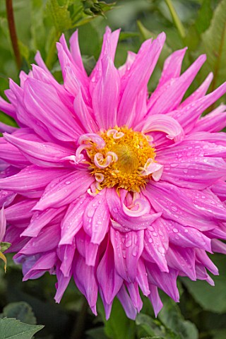 AYLETTS_NURSERIES_HERTFORDSHIRE_CLOSE_UP_PLANT_PORTRAIT_OF_THE_PINK_YELLOW_FLOWERS_OF_DAHLIA_SIR_ALF