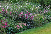 PASHLEY MANOR GARDEN, SUSSEX: LAWN, COOL BORDER IN WHITE AND PINK: DAHLIA HAPPY SINGLE WINK. FLOWERS, FLOWERING, SUMMER, BORDERS
