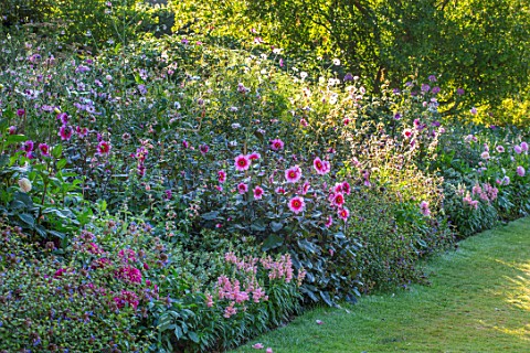 PASHLEY_MANOR_GARDEN_SUSSEX_LAWN_COOL_BORDER_IN_WHITE_AND_PINK_DAHLIA_HAPPY_SINGLE_WINK_FLOWERS_FLOW