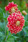 PASHLEY MANOR GARDEN, SUSSEX: PLANT PORTRAIT OF RED, YELLOW, GOLD, FLOWERS OF DAHLIA CARNIVAL. FLOWERING, SEPTEMBER, DAHLIAS