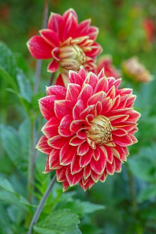 PASHLEY_MANOR_GARDEN_SUSSEX_PLANT_PORTRAIT_OF_RED_YELLOW_GOLD_FLOWERS_OF_DAHLIA_CARNIVAL_FLOWERING_S