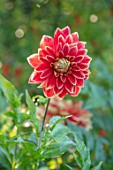 PASHLEY MANOR GARDEN, SUSSEX: PLANT PORTRAIT OF RED, YELLOW, GOLD, FLOWERS OF DAHLIA CARNIVAL. FLOWERING, SEPTEMBER, DAHLIAS