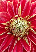 PASHLEY MANOR GARDEN, SUSSEX: CLOSE UP PLANT PORTRAIT OF RED, YELLOW, GOLD, FLOWERS OF DAHLIA CARNIVAL. FLOWERING, SEPTEMBER, DAHLIAS, ABSTRACT