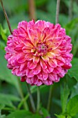 PASHLEY MANOR GARDEN, SUSSEX: CLOSE UP PLANT PORTRAIT OF PINK, YELLOW, FLOWERS OF DAHLIA OCTOBER SKY. FLOWERING, SEPTEMBER, DAHLIAS