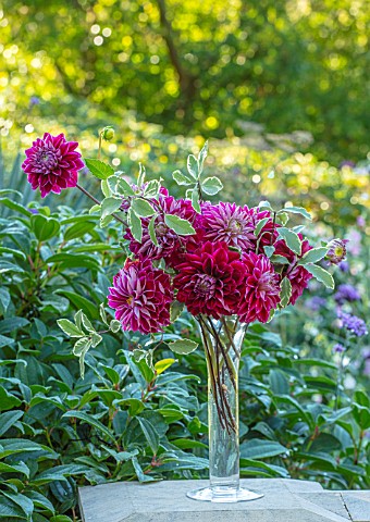 PASHLEY_MANOR_GARDEN_SUSSEX_GLASS_VASE_WITH_RED_PINK_FLOWERS_OF_DAHLIA_PURPLE_PEARL_DAHLIAS_TUBEROUS