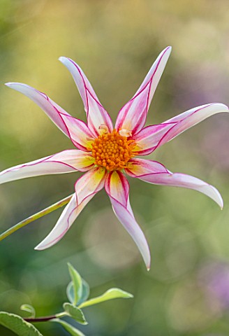 PASHLEY_MANOR_GARDEN_SUSSEX_CLOSE_UP_PLANT_PORTRAIT_OF_THE_RED_PINK_WHITE_FLOWERS_OF_DAHLIA_HONKA_FR