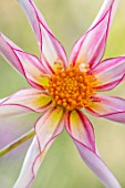 PASHLEY MANOR GARDEN, SUSSEX: CLOSE UP PLANT PORTRAIT OF THE RED, PINK, WHITE FLOWERS OF DAHLIA HONKA FRAGILE. DAHLIAS, TUBEROUS, PERENNIALS