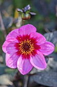 PASHLEY MANOR GARDEN, SUSSEX: CLOSE UP PLANT PORTRAIT OF THE RED, PINK, FLOWERS OF DAHLIA HAPPY SINGLE WINK. DAHLIAS, TUBEROUS, PERENNIALS