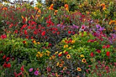 ASTON POTTERY, OXFORDSHIRE: HILLSIDE IN SEPTEMBER PLANTED WITH DAHLIAS, CANNAS. PERENNIALS, HOT COLOURS, YELLOW, RED, ORANGE FLOWERING, FLOWERS
