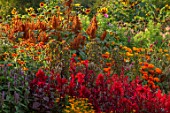 ASTON POTTERY, OXFORDSHIRE: ANNUAL BORDER IN SEPTEMBER. CELOSIA SCARLET PLUME, TAGETES, TITHONIA, AMARANTHUS HOT BISCUITS, AMARANTHUS TRICOLOR. ANNUALS, BORDERS