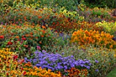 ASTON POTTERY, OXFORDSHIRE: ANNUAL BORDER IN SEPTEMBER. CELOSIA GOLDEN PLUME, TAGETES, TITHONIA, AGERATUM, SUNFLOWERS, TAGETES BURNING EMBERS, ANNUALS, BORDERS