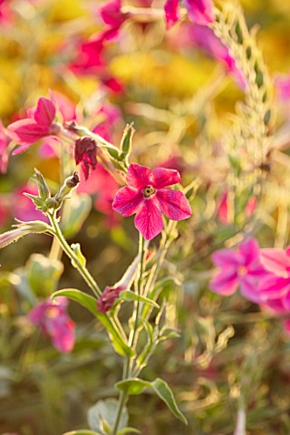 ASTON_POTTERY_OXFORDSHIRE_CLOSE_UP_PLANT_PORTRAIT_OF_PINK_FLOWERS_OF_NICOTIANA_ALATA_SENSATION_MIXED