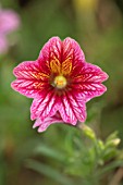 ASTON POTTERY, OXFORDSHIRE: CLOSE UP PLANT PORTRAIT OF PINK, YELLOW FLOWERS OF SALPIGLOSSIS SINUATA  LITTLE FRIENDS. BLOOMS, BLOOMING, SUMMER, ANNUALS