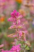 ASTON POTTERY, OXFORDSHIRE: CLOSE UP PLANT PORTRAIT OF PINK FLOWERS OF SAGE - SALVIA HORMINUM PINK SUNDAE. BLOOMS, BLOOMING, SUMMER, ANNUALS, CLARY, SAGE
